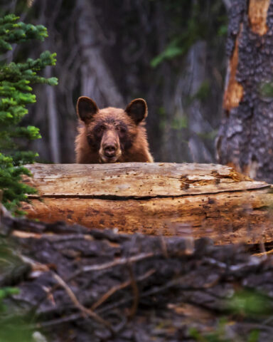 Peek a Boo Boo A young black bear with a cinnamon-colored coat peers over the splintered top of a rotting lodgepole pine in a forested area of Lassen Volcanic National Park, its round ears forward and dark eyes fixed ahead. The bear’s muzzle is dusted with wood fibers from tearing into the decayed log in search of insects, while blurred evergreens and tree trunks create a soft, shadowed backdrop that frames the animal’s alert but calm posture. Rich textures—from the shredded wood to the layered fur—add depth and emphasize the quiet, wild setting.