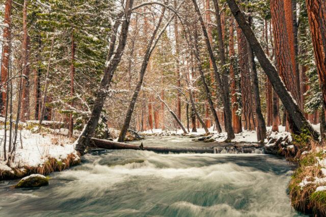 Snowy forest scene along Hat Creek in Shasta County, California, near the Bridge Picnic Area by Old Station. The creek flows swiftly between tall pine and cedar trees dusted with fresh snow, their reddish bark adding warmth to the cool winter tones. Fallen branches and moss-covered rocks line the banks as soft light filters through the forest, creating a peaceful high-country winter landscape.