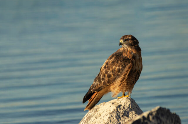 Red Tail Red-tailed hawk perched on a sunlit shoreline rock at Eagle Lake in northern California, its brown and russet plumage glowing in warm golden-hour light. The bird faces slightly to the right with its head turned back, showing sharp eyes, layered feathers, and a calm, alert posture. Soft ripples on the lake create a smooth blue backdrop that contrasts with the hawk’s textured wings and tail. The scene feels quiet and natural, capturing a rare close wildlife moment along the water’s edge.