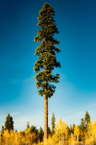 A tall ponderosa pine rises above a grove of golden-yellow aspens under a clear blue sky at Long Lake in Lassen County, Northern California. The lone pine stands distinctly apart, its dark green needles contrasting sharply with the bright autumn foliage and crisp morning light.