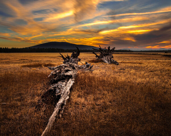 Sunset on the Flat Golden-hour landscape photograph capturing a late September sunset over the dry bed of Hog Flat Reservoir in Lassen County, California. Once a vibrant wetland created in the late 19th century by the Susan River Irrigation District, the reservoir now often lies parched by late summer, revealing weathered stumps and golden grasses where water once shimmered. This image was taken from deep within the exposed lakebed, where the last light of day ignites the sky in vivid streaks of orange, yellow, and indigo. The foreground’s massive fallen trees lead the viewer’s eye toward the distant forest and softly silhouetted ridgeline, evoking both the passage of time and the enduring beauty of California’s high-country landscapes.
