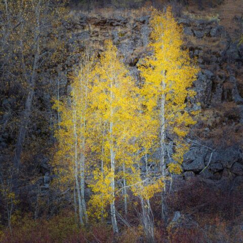 A small stand of quaking aspens with golden-yellow leaves in late autumn contrasts beautifully against a rugged backdrop of gray volcanic stones along the Susan River near Susanville, California. The slender white trunks and bright foliage stand out vividly in the cool, muted landscape.