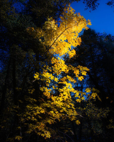 A cluster of golden-yellow bigleaf maple leaves glows brilliantly against a deep blue sky and the surrounding dark green conifers, backlit by the warm late afternoon sun along the Deer Creek Trail in Tehama County, California. The low sunlight enhances the contrast and creates a luminous autumn scene just before sunset.