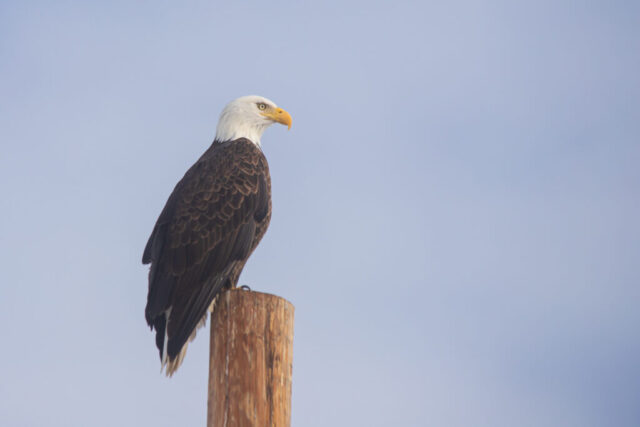 Eagle Posed Under Nature's Softbox Bald eagle perched on a tall wooden pole against a soft, pale sky, its white head and yellow beak lit by diffused morning sunlight. The filtered light reveals fine detail in the bird’s dark brown feathers and strong posture, while gentle fog creates an even, shadow-free illumination. The eagle faces left with an alert, steady gaze, standing out cleanly from the smooth background and giving the scene a calm, majestic feel.