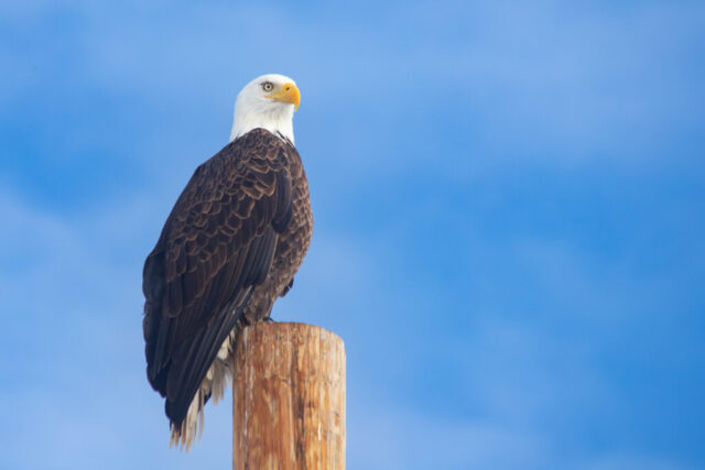 Eagle Striking a Pose Bald eagle perched on a tall wooden post against a smooth blue sky, its white head and yellow beak sharply defined in soft, diffused morning light. Fine detail shows layered brown feathers, strong talons gripping the weathered post, and an alert gaze directed slightly left. The fog-filtered sunlight creates even illumination with minimal shadows, highlighting the bird’s posture and the clean, minimal backdrop.