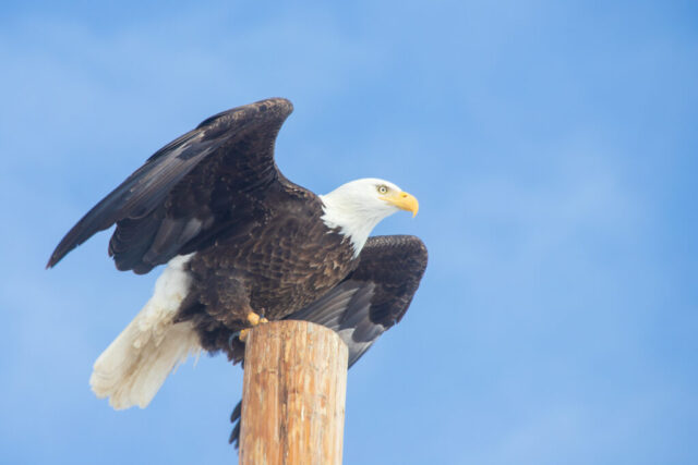 Clear for Take Off Bald eagle launching from a tall wooden post with wings spread wide, showing dark brown flight feathers arcing upward and a bright white head angled forward in focus. Its yellow beak and intense gaze stand out against a smooth blue sky. Soft, fog-filtered morning light reveals fine feather texture and highlights the curve of its wings and powerful legs as it prepares to lift off, creating a dynamic, energetic moment.