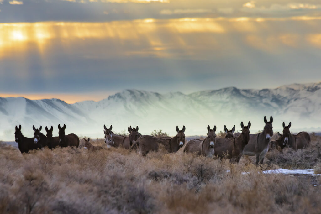 A group of wild burros stands alert in the high-desert sagebrush of eastern Lassen County, California, framed by soft golden sun rays filtering through layered morning clouds. The animals form a loose line across the foreground, their brown and gray coats catching gentle, diffused light. Behind them rise snow-covered mountains rendered in cool blue tones, creating a striking contrast with the warm sky. The scene blends wildlife, winter terrain, and atmospheric light beams for a calm, expansive high-desert moment.