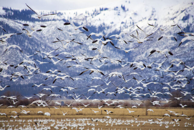 Morning Snow A large flock of snow geese lifts off from a farm field in rural Lassen County, California, filling the frame with white wings and dark wingtips as they rise in dense layers. The birds’ flight contrasts against a backdrop of snow-covered mountains, their shapes softened by winter haze. Motion is emphasized by overlapping forms and varied wing positions, while muted February light highlights the flock’s coordinated energy. The scene reflects an early-morning mass departure typical of seasonal snow goose migrations near Honey Lake.