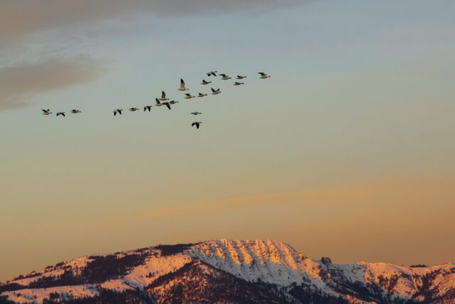 First Flight at First Light A small flock of snow geese flies in loose formation through soft post-dawn light near Thompson Peak in Lassen County, California. Their white bodies and black wingtips stand out against a pastel sky transitioning from warm orange near the horizon to cooler blue above. Below them, snow-covered ridges catch the first sunlight, creating glowing highlights along the mountain crest. The scene blends delicate morning colors, high-country terrain, and the graceful movement of migrating waterfowl likely departing from nearby Honey Lake.