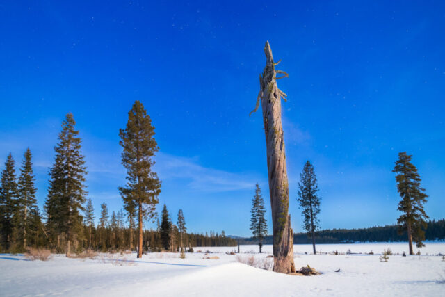 Moonlit Sentinel Nightscape photograph titled “Moonlit Sentinel,” captured near Long Lake in Lassen County, California, under the glow of a full spring moon. The image features a tall, weathered tree snag rising from a snow-covered landscape, illuminated by moonlight so bright that the scene appears almost like daylight. Stars sparkle in the deep blue sky above, revealing the long-exposure nature of the photograph — a ten-second exposure that captures the delicate balance between night and day. The pale snow reflects the lunar light, enhancing the detail and texture of the ancient wood as it stands like a lone guardian of the quiet, frozen forest. This photograph evokes the serene strength and timeless solitude of the Sierra highlands beneath a moonlit sky.