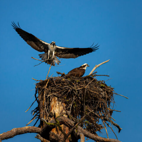 Taking Care of the Honey-do's Two ospreys at their nest under a clear blue sky in Shasta County, California. One osprey is in mid-flight above the nest, wings spread wide and angled upward as it returns with nesting material clutched in its talons. Below, the second osprey sits on the nest, its brown and white plumage lit in warm sunlight as it watches the partner approach. The nest is built of rough branches perched on a high snag, creating a dynamic scene of pair bonding and nest building.