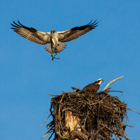 Honey-Do's Western osprey in flight above a nest, wings fully spread against a deep blue sky, carrying a small branch and grasses in its talons. Below, a second osprey stands on the nest made of rough sticks, lit by warm sunlight. The airborne bird’s mottled brown and white plumage, sharp eyes, and fanned tail feathers are clearly visible, capturing an active moment of nest building in Shasta County, California.