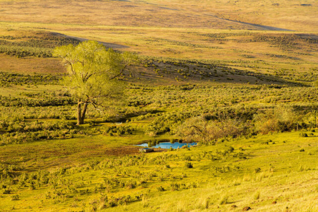 Golden evening light warms the rolling rangeland of Lassen County, California, highlighting a lone tree beside a small spring-fed pond and livestock trough. This tranquil high desert scene captures the subtle beauty of springtime in the Smoke Creek region, where green sagebrush hills glow with new growth before the dry season sets in. Though designed for cattle and sheep, the watering hole also provides refuge for local wildlife—wild horses, pronghorn, mule deer, and even ducks visible near the pond’s edge. A peaceful rural landscape that reflects the harmony between ranching life and the natural rhythms of California’s high desert.