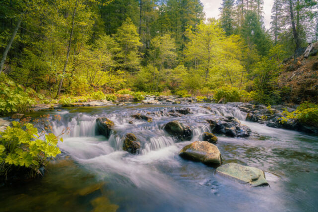 Spring on Squaw Valley Creek Photograph of Squaw Valley Creek in Siskiyou County, California, taken on a softly overcast spring afternoon near the confluence with Cabin Creek. The diffused light through the clouds created a gentle, luminous atmosphere, bringing out the lush greens and flowing textures of the scene. Located just upstream from where the Pacific Crest Trail crosses the creek and a few miles from the town of McCloud, this area rests at the base of majestic Mount Shasta. A tranquil study of moving water and new growth—perfect for lovers of mountain wilderness, serene landscapes, and the quiet beauty of Northern California’s backcountry.