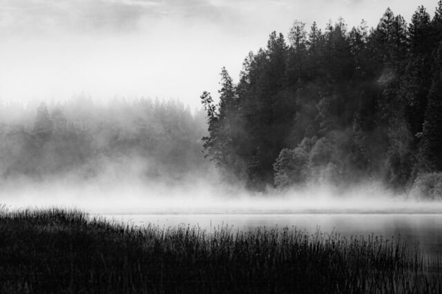 Ethereal black and white landscape photograph of mist rising over Lake Britton in Shasta County, Northern California, captured on a cold spring morning. Wisps of fog drift above the calm lake surface, softly veiling stands of pine trees and the confluence of the Pit River and Hat Creek. The contrast between dark evergreens and luminous mist creates a tranquil, dreamlike mood that embodies the quiet solitude of Northern California’s wilderness. This fine art monochrome image captures the delicate balance of light, temperature, and atmosphere that makes Lake Britton a timeless gem of the Shasta-Trinity region.
