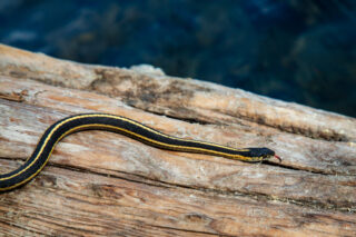 Nature's Racing Stripes A Western Terrestrial Garter Snake (Thamnophis elegans elegans) stretched across a sun-worn log above clear blue water at Crater Lake in the Lassen National Forest, California. Its sleek black body shows bold yellow racing stripes that contrast sharply with the pale, weathered wood beneath it. The snake’s tongue flicks outward as it moves, catching light against the textured grain of the log. Surrounding water stays softly out of focus, adding depth while keeping attention on the snake’s streamlined form and natural patterns.