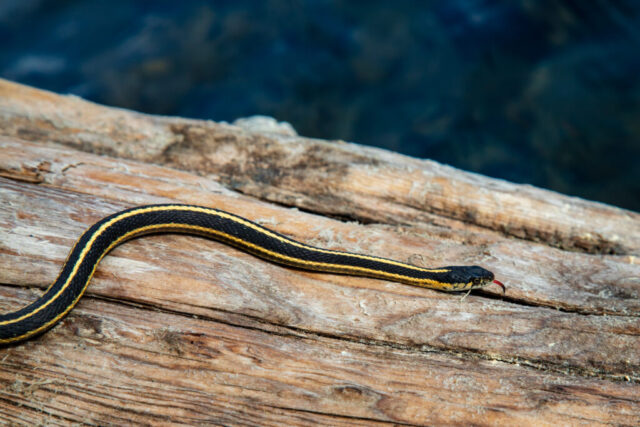 Nature's Racing Stripes A Western Terrestrial Garter Snake (Thamnophis elegans elegans) stretched across a sun-worn log above clear blue water at Crater Lake in the Lassen National Forest, California. Its sleek black body shows bold yellow racing stripes that contrast sharply with the pale, weathered wood beneath it. The snake’s tongue flicks outward as it moves, catching light against the textured grain of the log. Surrounding water stays softly out of focus, adding depth while keeping attention on the snake’s streamlined form and natural patterns.