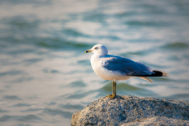 A solitary gull stands on a sunlit lakeside rock at Eagle Lake in Lassen County, California, illuminated by warm late-afternoon light. Its white head and breast contrast with soft gray wings as it faces left toward gently rippling blue-green water. The scene conveys a calm late-summer atmosphere with smooth bokeh across the lake surface and the bird sharply in focus, capturing the quiet, peaceful moment in natural coastal-lake habitat.