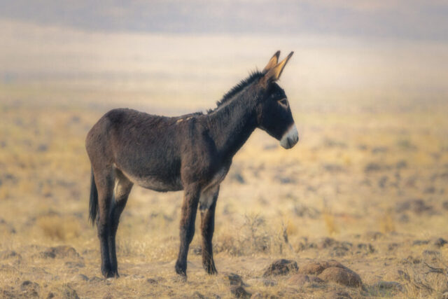 Desert Burro in Profile A wild burro stands in full profile in the Smoke Creek Desert of Lassen County, California, its dark coat and upright ears sharply defined against a softly hazed backdrop. The burro faces right, appearing alert as it watches something outside the frame. Golden morning light, muted by wildfire smoke, creates a diffused, dreamy atmosphere over the dry grasses and open high-desert terrain. Subtle warm tones blend with the soft haze, highlighting the animal’s sturdy build and the quiet, expansive landscape managed by the Bureau of Land Management.