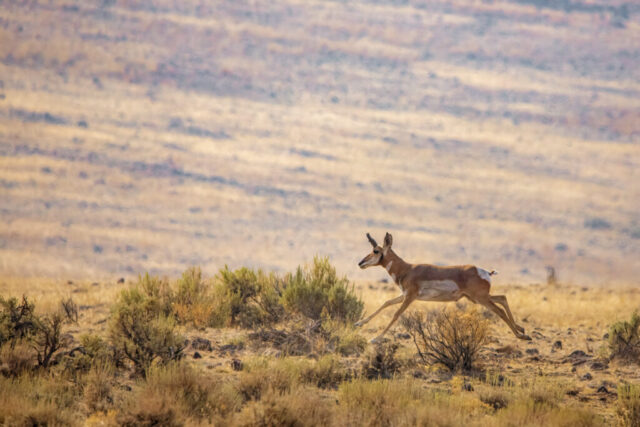 Speed Goat A lone American pronghorn sprints across the golden sagebrush flats of the Smoke Creek Desert in Lassen County, California, its slender legs extended mid-stride and its tan-and-white coat catching warm desert light. The animal’s small, curved horns tilt slightly back as it moves with effortless speed over rocky, uneven terrain. Soft, rolling high-desert hills fill the background in muted tones, creating a sense of vast, arid space that emphasizes the pronghorn’s agility and the remote wilderness it inhabits.