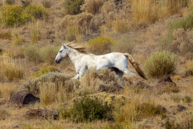 Running Free A white mustang runs across a dry, brush-covered hillside in the Smoke Creek Desert of Lassen County, California. Its mane and tail stream backward with the motion as it moves through a mix of sagebrush, grasses, and scattered volcanic rocks. Warm tones of late-season vegetation dominate the scene, emphasizing the arid, remote terrain managed by the Bureau of Land Management. The horse’s muscular stride and the rugged high-desert backdrop convey the freedom and resilience of the wild herds that inhabit this isolated region.