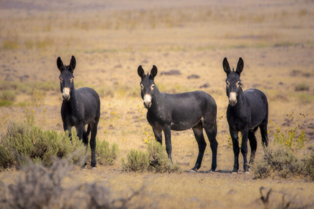 3 Musketeers Three wild burros stand side by side in the Smoke Creek Desert of Lassen County, California, looking directly toward the camera. Their dark coats contrast with the pale, sun-bleached desert floor and scattered sagebrush around them. Soft, warm light highlights the dusty terrain and sparse vegetation typical of this high-desert region managed by the Bureau of Land Management. The trio’s alert posture and evenly spaced stance create a balanced composition against the open, arid backdrop.