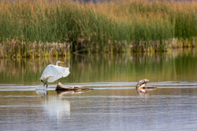 A great egret steps forward across a piece of driftwood in the shallow waters of Eagle Lake in Lassen County, California, lifting its wings in a wide, graceful arc. The bird’s white plumage contrasts with the dense green and golden reeds along the shoreline, which reflect softly in the still water. Ripples form beneath its black legs as it moves, capturing a dynamic moment of motion in an otherwise calm wetland scene.