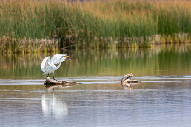 A great egret stands on a piece of driftwood in the shallow waters of Eagle Lake in Lassen County, California, lifting one wing as if balancing or adjusting its stance. Its white feathers catch warm light, contrasting with the tall green reeds and softly reflected shoreline behind it. Gentle ripples surround the driftwood while the bird’s raised wing, long black legs, and poised neck add a sense of motion to this calm wetland scene.