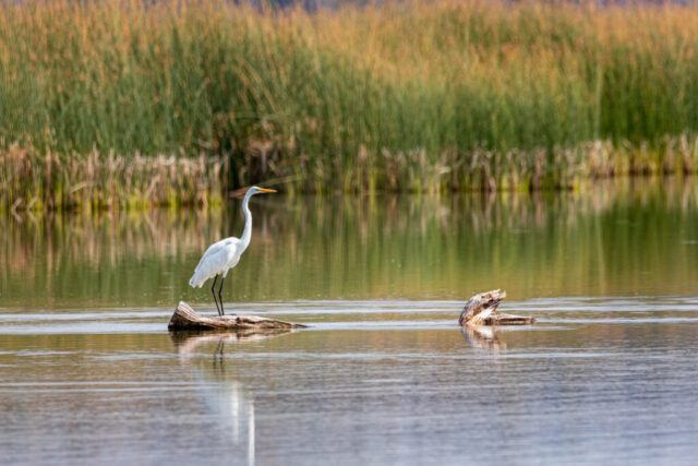 A great egret stands poised on a piece of driftwood in the shallow, reflective waters of Eagle Lake in Lassen County, California. Its tall white body and long neck contrast against a backdrop of dense green reeds along the shoreline. The egret faces left, appearing alert and still, framed by calm water with subtle ripples and warm late-summer light that softens the scene and highlights the bird’s elegant form and natural wetland habitat.