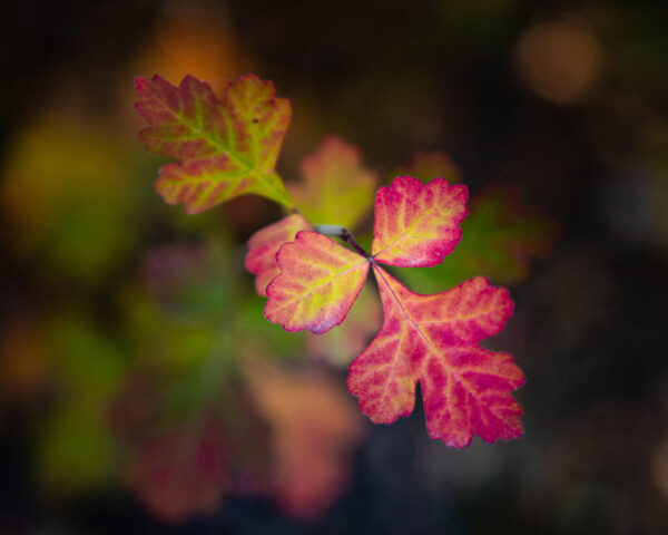 A close-up of vibrant poison oak (Toxicodendron diversilobum) leaves displaying brilliant red, pink, and yellow hues against a softly blurred autumn background. The image highlights the striking fall coloration of this often-avoided plant, photographed in Shasta County, California.