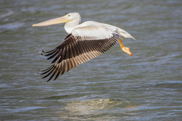 White Pelican Flying Low A white pelican flies low over choppy water at Eagle Lake, its large wings fully extended to reveal dark primary feathers contrasting with bright white plumage. The bird’s long orange bill and matching legs catch warm late-afternoon light as droplets trail behind from its recent lift-off. Subtle reflections shimmer on the rippled lake surface beneath it, emphasizing the bird’s size and smooth glide just above the water. The scene captures a moment of transition from water to air, highlighted by crisp feather detail and directional sunlight.