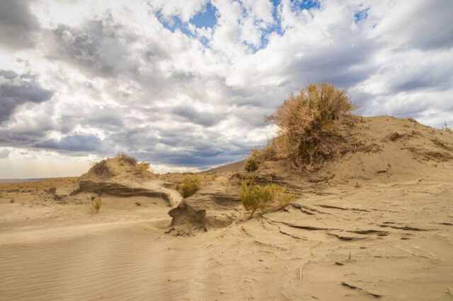 Wind-sculpted sand formations rise beneath a dramatic sky at the edge of the Christmas Valley Sand Dunes in Oregon’s high desert. Captured on a breezy afternoon as passing storm clouds broke apart, the scene highlights intricate striations and textures etched into the dunes by years of relentless wind erosion. Sparse desert shrubs cling to the ridges, adding contrast and scale to the vast landscape. This photograph embodies the raw, elemental beauty of Oregon’s arid terrain—an ever-changing canvas of sand, sky, and light. Perfect for lovers of desert landscapes, geology, and fine art photography celebrating the textures of the natural world.