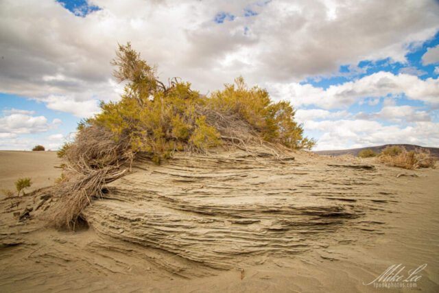 Wind-carved layers of packed sand and desert brush form striking textures at the edge of the Christmas Valley Sand Dunes in Oregon’s high desert. Captured beneath a moody sky with passing clouds after a recent storm, the image highlights the sculptural beauty created by years of wind erosion and shifting light. Subtle striations in the sand contrast with the resilient vegetation clinging to the dune, evoking both fragility and endurance in this harsh yet captivating landscape. A compelling fine art photograph that celebrates the textures, tones, and timeless spirit of Oregon’s remote desert environment.