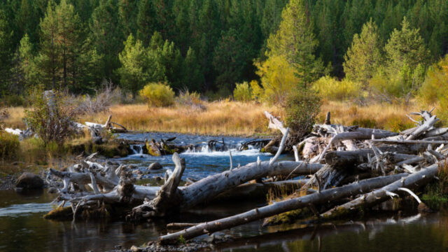 Hints of Autumn on Tumalo Creek Photograph of Tumalo Creek near Bend, Oregon, showcasing early hints of autumn color in the Deschutes National Forest. Captured from a peaceful roadside stop, the scene features a natural log jam across the creek—remnants of the area’s wildfire history—set against golden grasses and a dense evergreen backdrop. Soft morning light highlights the contrast between new growth and weathered wood, symbolizing nature’s resilience and renewal. A tranquil landscape image perfect for nature enthusiasts, hikers, and admirers of Oregon’s wild beauty and seasonal transitions.