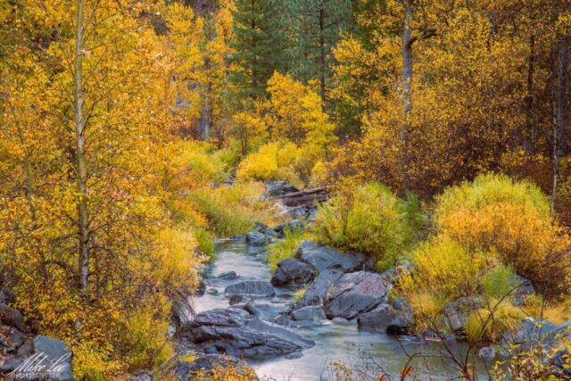 A tranquil autumn scene along the Bizz Johnson Trail near Susanville, California, showing the Susan River winding between smooth volcanic rocks and vibrant yellow foliage. The wet leaves and overcast light from a rainy October day enhance the rich colors of the aspen and willow trees lining the riverbanks.