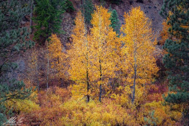 Golden-yellow aspen trees glow brightly against the rugged canyon wall and dark evergreens along the Bizz Johnson Trail near Susanville, California, on a rainy autumn day. The damp foliage shimmers with moisture, enhancing the contrast between the warm fall colors and the cool greens and grays of the surrounding landscape.