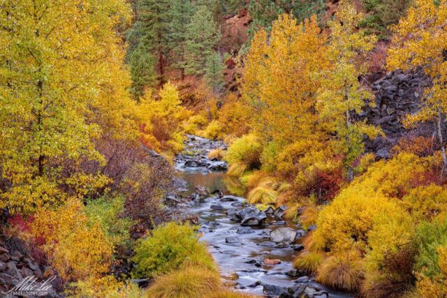 A colorful autumn scene along the Susan River Canyon near Susanville, California, showing the river winding between vibrant yellow and orange foliage on a drizzly October morning. The image, taken from the Bizz Johnson Trail near one of its tunnels, captures the mix of deciduous trees, rocky slopes, and evergreen pines that define this scenic Rails to Trails corridor.