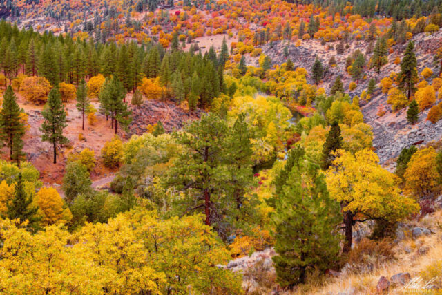 A colorful autumn panorama of the Susan River Canyon near Susanville, California, viewed from a high cliff known locally as Pigeon’s Cliff. The landscape is filled with vibrant yellows, oranges, and reds from deciduous trees mixed among evergreen pines, while the Susan River winds quietly through the valley below under soft, drizzly light.