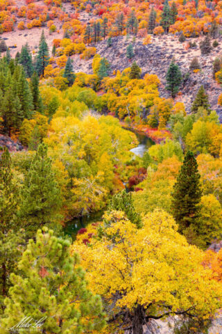 A colorful autumn view of the Susan River Canyon near Susanville, California, captured from atop a rocky cliff known locally as Pigeon’s Cliff. The canyon slopes are blanketed in vibrant fall foliage—golden yellows, fiery oranges, and deep reds—interspersed with evergreen pines and rugged outcrops. Soft, overcast light from a drizzly October morning enhances the saturation and depth of the colors, creating a vivid tapestry across the landscape.