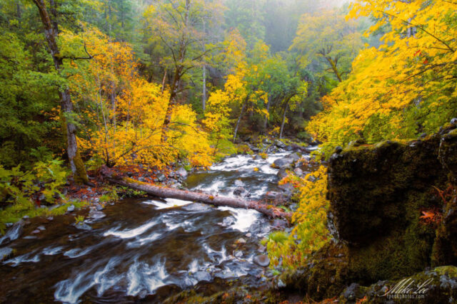 A vibrant autumn landscape along Deer Creek Trail in Tehama County, California, showing the creek flowing through a forest glowing with golden-yellow bigleaf maples and green oaks. Mist rises above the water as it winds under a fallen log and between moss-covered rocks, creating a peaceful, moody atmosphere that captures the natural splendor of Northern California’s fall season.