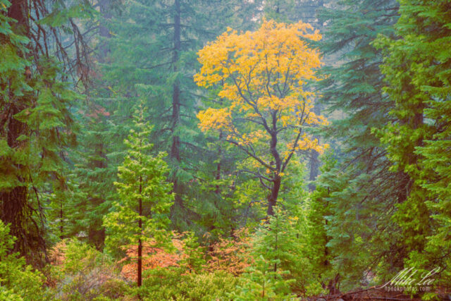 A lone oak tree in full autumn color stands among tall green pines on a misty ridge in Tehama County, California. The golden-yellow foliage contrasts beautifully with the dark evergreen forest around it, while soft fog and drizzle create a dreamy, painterly atmosphere typical of a rainy October day in Northern California’s mountains.