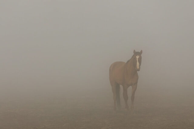 Foggy Dreamer A chestnut horse stands partially emerged from dense fog near the Dreamcatcher Wild Horse and Burro Sanctuary in Lassen County, California. The muted atmosphere softens the scene, leaving only the horse’s warm coat, white facial marking, and cautious stance clearly visible. Surrounding details fade into a pale gray haze, creating a minimalistic composition that emphasizes the animal’s tentative curiosity and the quiet, mist-filled landscape.