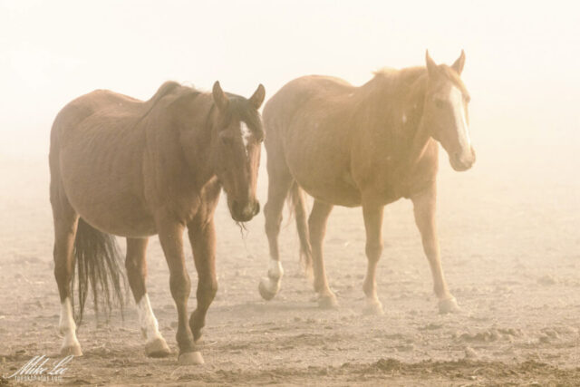 From Gloom to Glow Two horses walk toward the camera through dense morning fog near the Dreamcatcher Wild Horse and Burro Sanctuary in northern Lassen County, California. Warm early sunlight pushes through the haze, creating a soft, ethereal glow around their chestnut coats. Their outlines are gently diffused by the mist, while subtle ground texture shows beneath them. The scene blends muted fog with emerging golden light, emphasizing the calm, atmospheric quality of the moment.