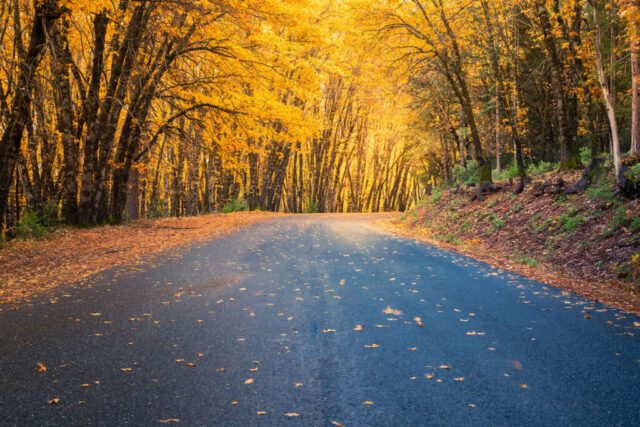 Castle Lake Road in Siskiyou County, California, glowing with vibrant autumn color on a late October afternoon. The paved mountain road curves gently through a tunnel of golden oak trees illuminated by warm, low sunlight filtering from the right. Fallen leaves scatter across the asphalt, and the forest floor glows amber beneath the canopy, capturing the serene beauty of Northern California’s fall season.