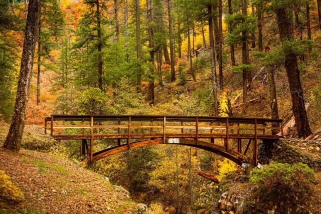 Wooden footbridge on the Pacific Crest Trail spanning Squaw Valley Creek in Siskiyou County, California. The arched bridge sits amid a forest of pines and vibrant autumn foliage in shades of yellow, gold, and orange. The scene is softly lit by overcast light on a drizzly late October day, capturing the peaceful beauty of the Northern California wilderness in fall.