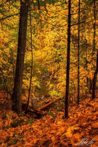Brilliant late autumn view of Fall Creek in Shasta County, California, flowing gently through a dense forest of golden-yellow bigleaf maples. Vibrant leaves fill the scene and carpet the forest floor, while the stream winds through rocks and fallen branches under the soft light of an overcast day. The warm tones of yellow, orange, and brown create a rich, immersive woodland atmosphere that perfectly captures the beauty of fall in Northern California.