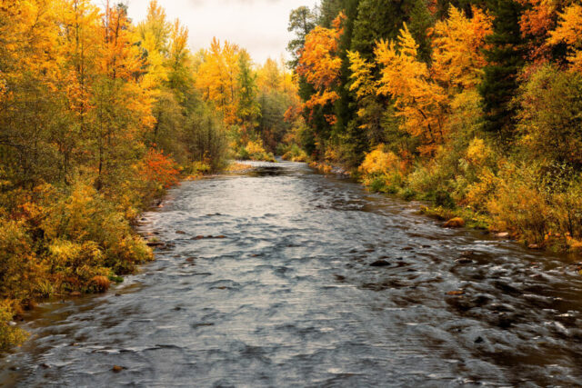 Vibrant autumn view of the Sacramento River from the Soda Creek Road Bridge in Shasta County, California. The river flows between dense banks of golden-yellow, orange, and red foliage, their colors intensified by soft rain and overcast light. Dark green evergreens rise beyond the deciduous trees, while the rippling water reflects the warm hues of late October in Northern California’s mountain landscape.