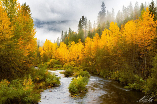 Vivid autumn landscape of the Sacramento River near the Soda Creek Road Bridge in Shasta County, California. Brilliant golden-yellow foliage lines both riverbanks beneath a misty, overcast sky, while dark green evergreens rise in the background. The flowing river winds through the lush scene, its surface reflecting the rich colors of fall enhanced by soft rain and diffused light. A moody Northern California mountain view capturing the essence of late October.