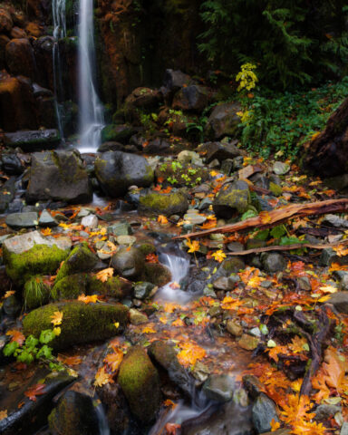 Sweetbriar Falls Autumn Serenity Photograph of the base of Sweetbriar Falls near Dunsmuir in Shasta County, California, captured on a rainy autumn day. The delicate waterfall descends over moss-covered rocks into a clear pool, surrounded by golden maple leaves, ferns, and damp forest textures. The rich greens and warm fall tones contrast beautifully under the soft diffused light, creating a tranquil and intimate woodland scene. Hidden just off Interstate 5, Sweetbriar Falls remains a peaceful retreat for nature lovers, photographers, and travelers drawn to Northern California’s quiet, rain-soaked wilderness charm.