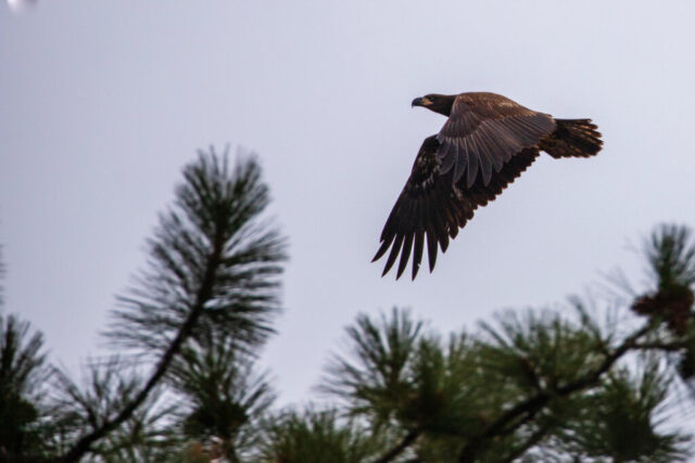 Young Eagle In Flight Juvenile bald eagle gliding past the tops of pine trees near Baum Lake in Shasta County, California. The bird’s dark brown plumage and mottled wing feathers show muted detail under overcast light, with its wings fully extended and primary feathers splayed. The soft gray sky provides a clean backdrop while the blurred pine needles below frame the eagle’s smooth, level flight across the scene.